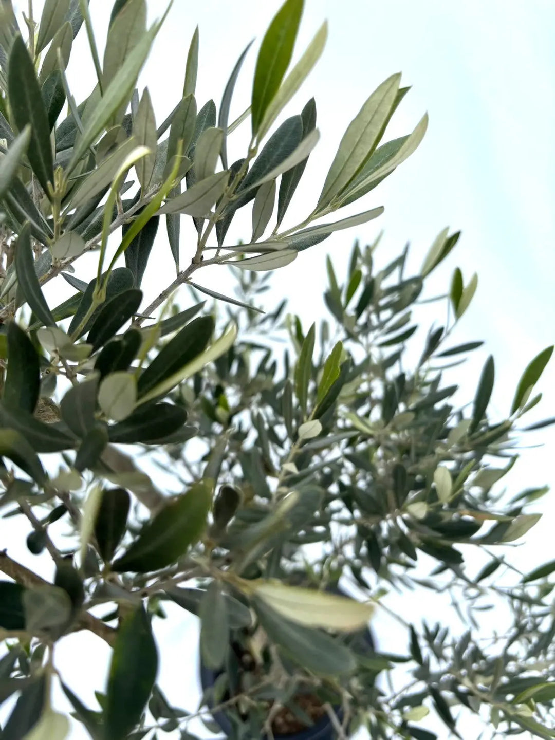 オリーブの木　ピクアル　8号　約140cm　NO.673　人気品種　現品掲載 観葉植物 オリーブの木 8号 ピクアル プラスチック鉢 | 観葉植物なら