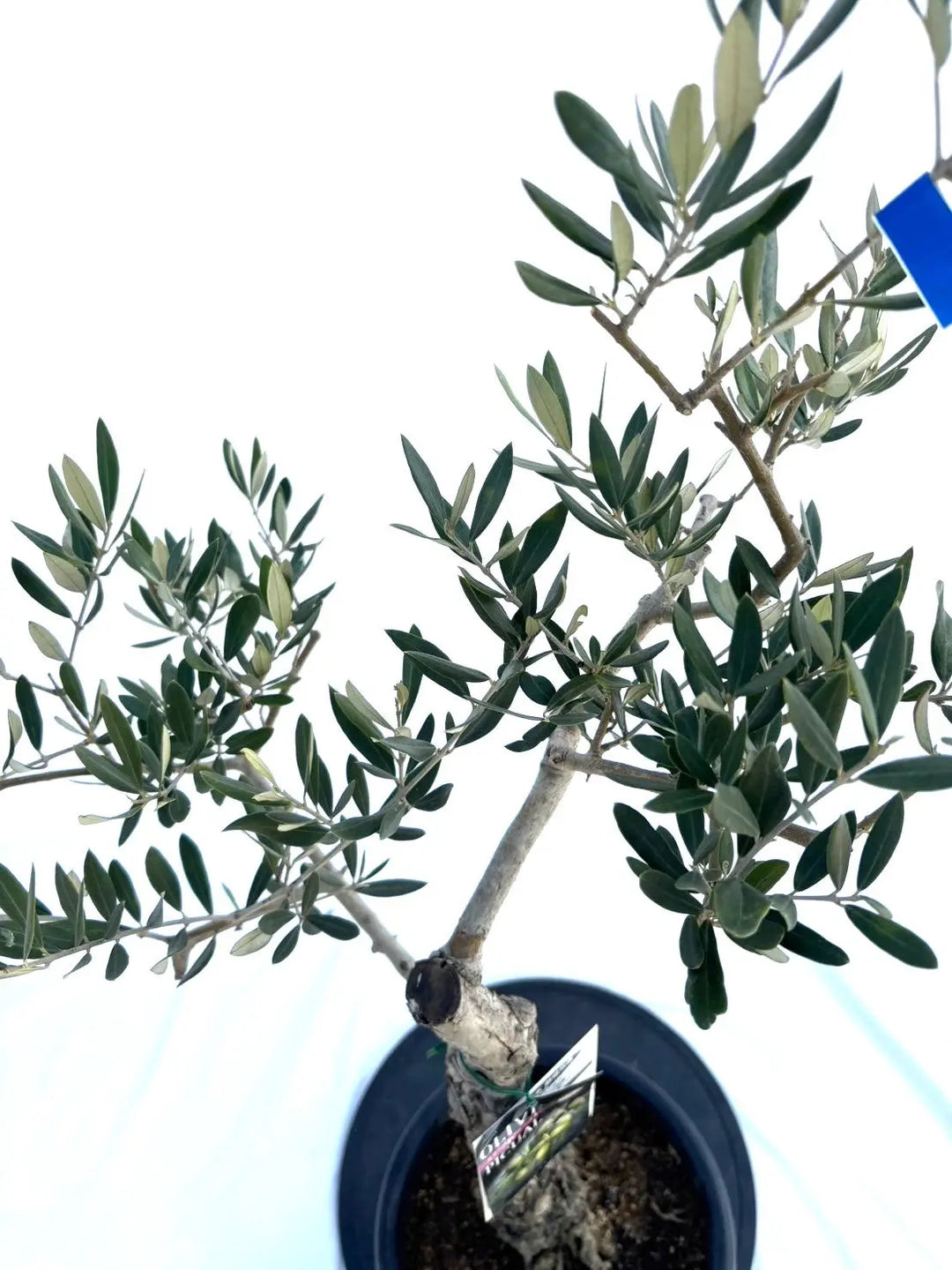 ピクアル Mサイズ 約100cm NO.10377 オリーブの木 - 株式会社鶴亀園
