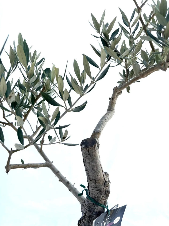 ピクアル Mサイズ 約100cm NO.10377 オリーブの木 - 株式会社鶴亀園