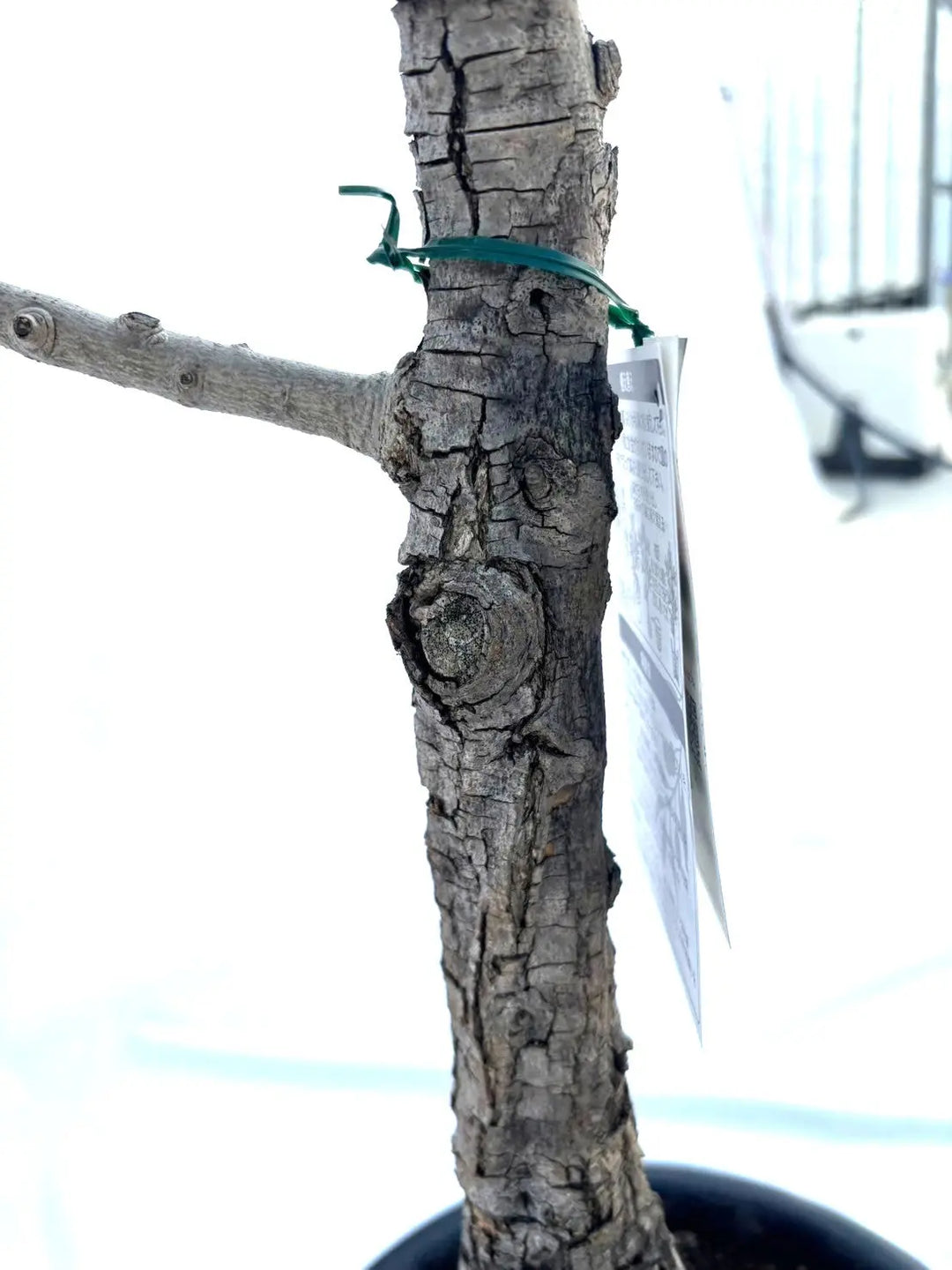 オリーブの木　ピクアル　7号　約100cm　NO.893　人気品種　現品掲載 おしゃれ 観葉植物：オリーブの木 ピクアル 8号*現品7 SOUJU 創樹 そう