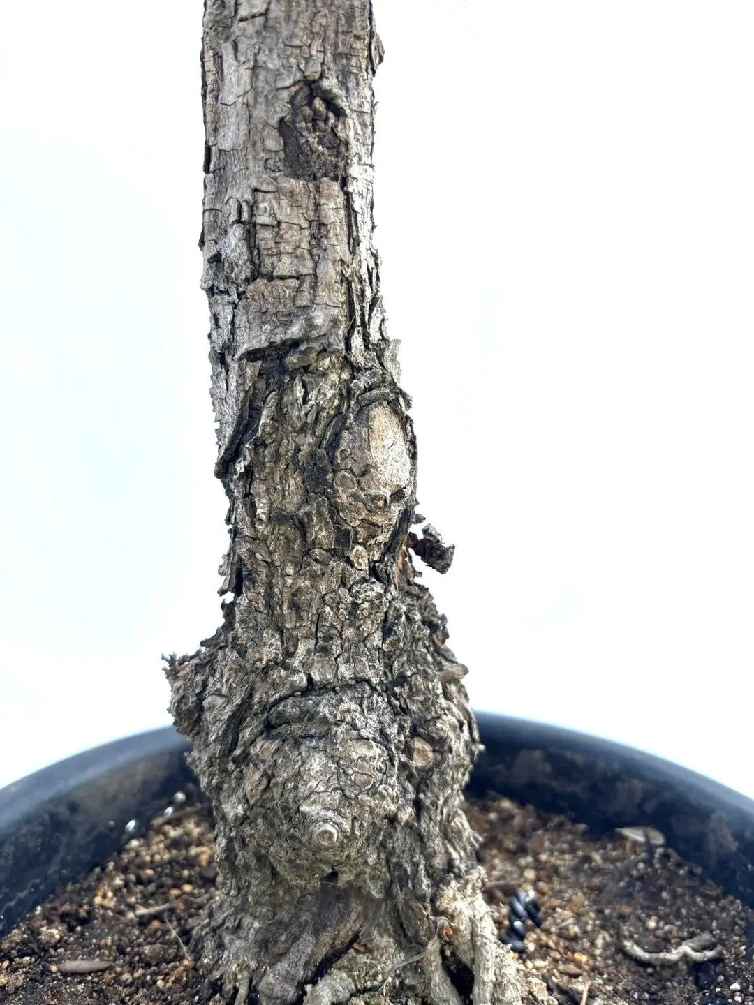 ピクアル Mサイズ 約100cm NO.10377 オリーブの木 - 株式会社鶴亀園