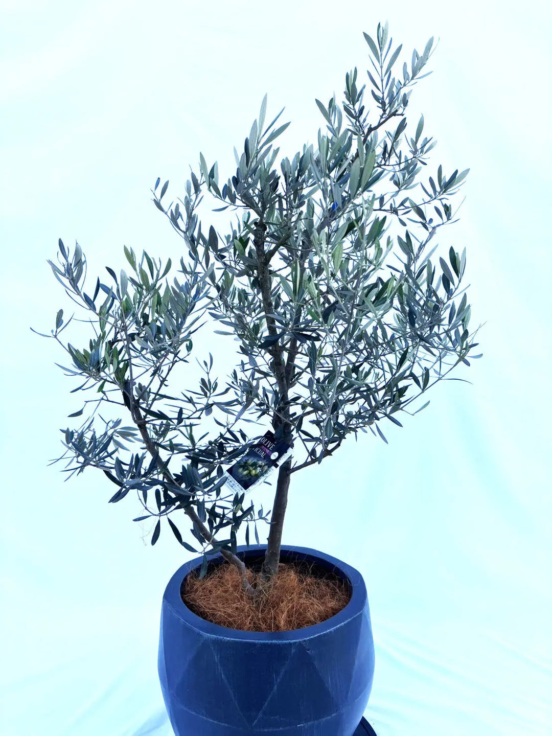 オリーブの木ページ 2セット オリーブの木ページ 2セット 楽天市場】オリーブ の木 2本セット