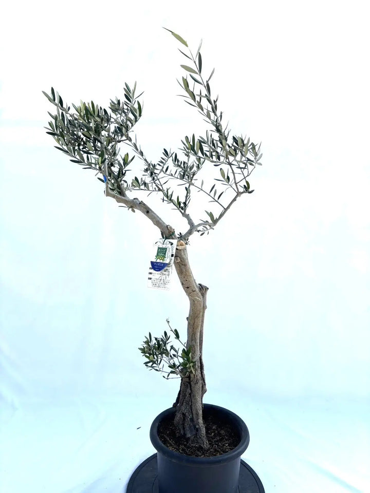 マンザニロ Mサイズ 約120cm NO.10383 オリーブの木 - 株式会社鶴亀園