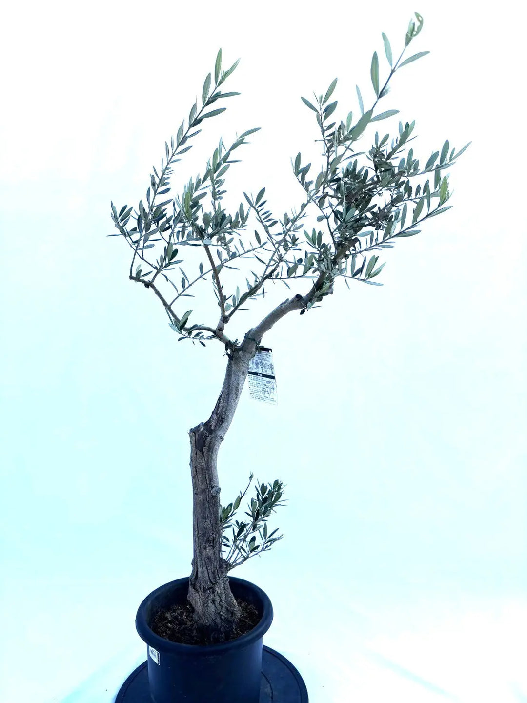 マンザニロ Mサイズ 約120cm NO.10383 オリーブの木 - 株式会社鶴亀園