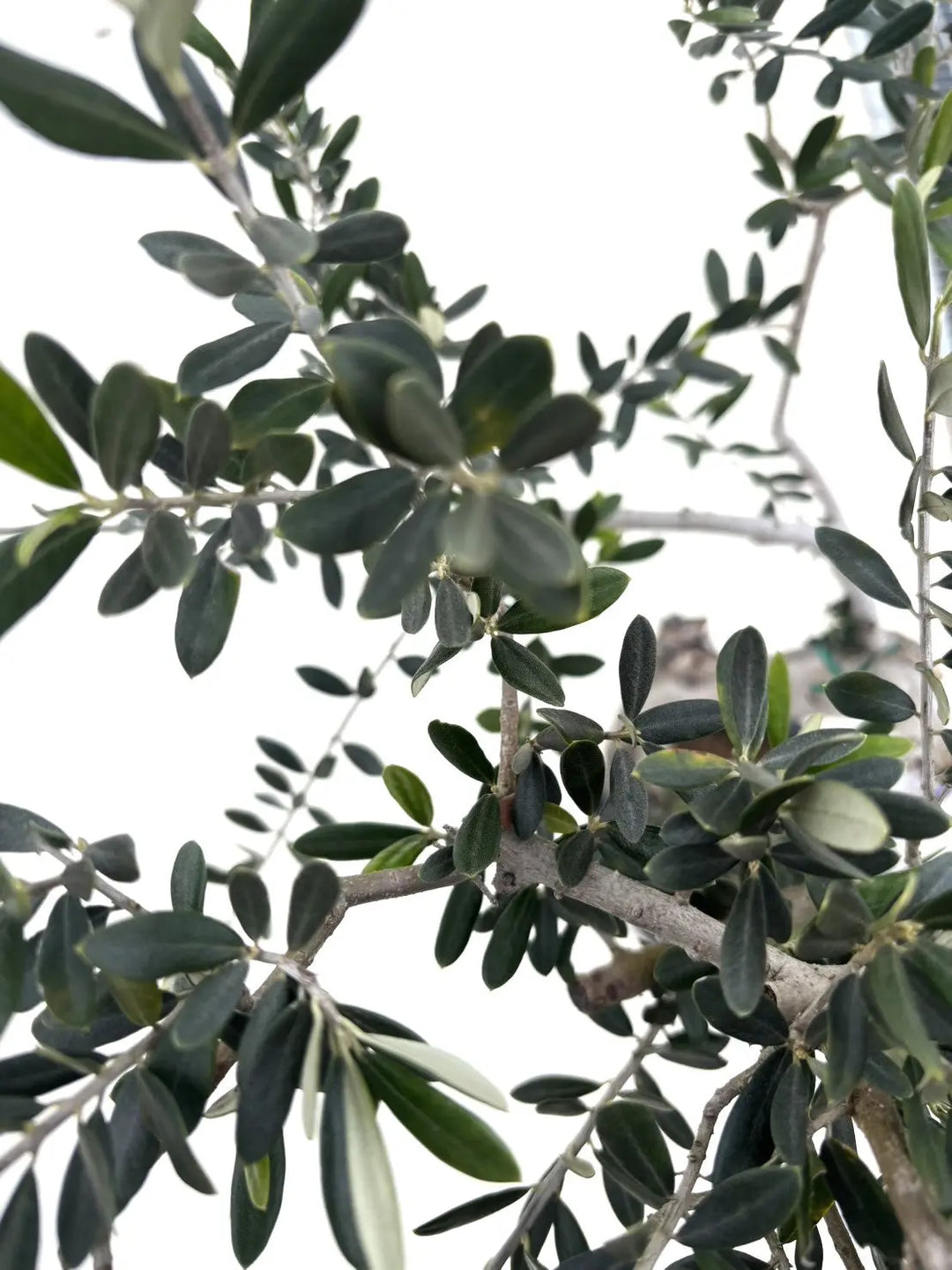 マンザニロ Mサイズ 約120cm NO.10383 オリーブの木 - 株式会社鶴亀園