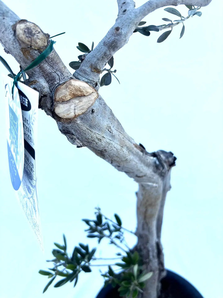 マンザニロ Mサイズ 約120cm NO.10383 オリーブの木 - 株式会社鶴亀園