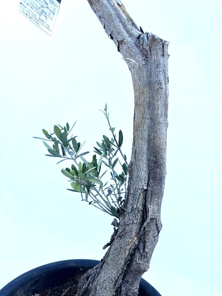 マンザニロ Mサイズ 約120cm NO.10383 オリーブの木 - 株式会社鶴亀園