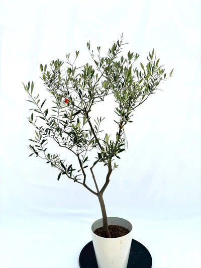 ネバディロブランコ　Sサイズ　約120cm　NO.10508　オリーブの木　人気品種 株式会社鶴亀園