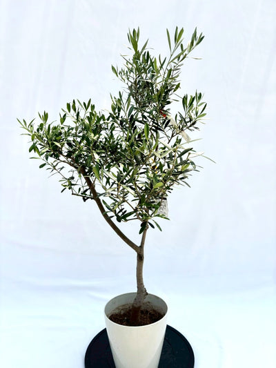 ネバディロブランコ　Sサイズ　約100cm　NO.10509　オリーブの木　人気品種