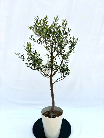 ネバディロブランコ　Sサイズ　約110cm　NO.10511　オリーブの木　人気品種 株式会社鶴亀園