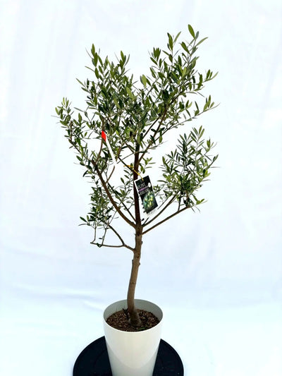 ネバディロブランコ　Sサイズ　約110cm　NO.10511　オリーブの木　人気品種 株式会社鶴亀園