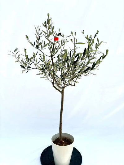 ルッカ　Sサイズ　約120cm　NO.10514　オリーブの木　人気品種 株式会社鶴亀園