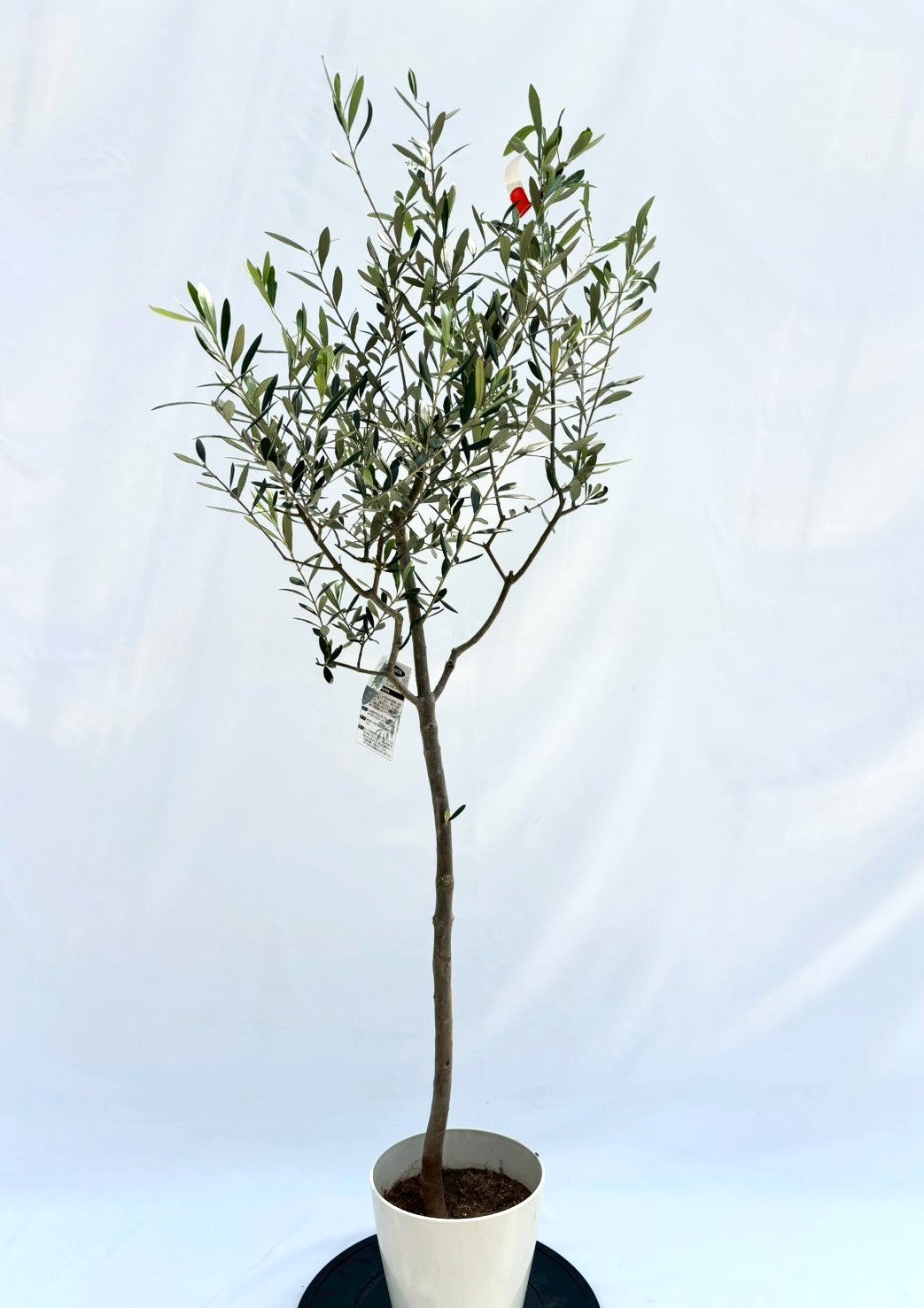 ルッカ　Sサイズ　約150cm　NO.10515　オリーブの木　人気品種