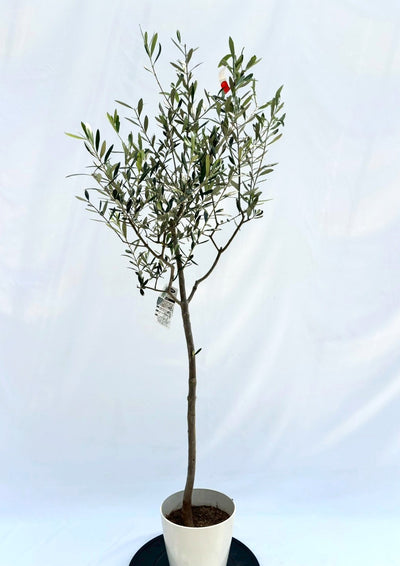 ルッカ　Sサイズ　約150cm　NO.10515　オリーブの木　人気品種