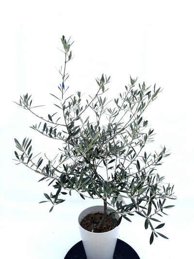 ホジブランコ　Sサイズ　約75cm　NO.10541　オリーブの木　人気品種 株式会社鶴亀園
