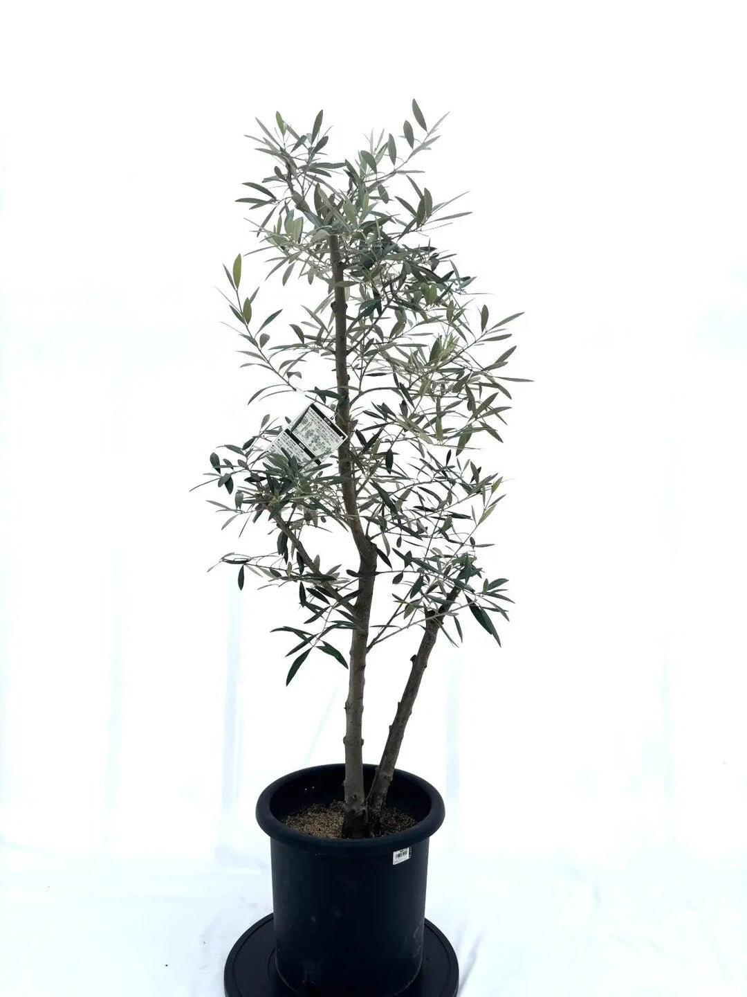 風格ある古木オリーブ - 株式会社鶴亀園 – ページ4