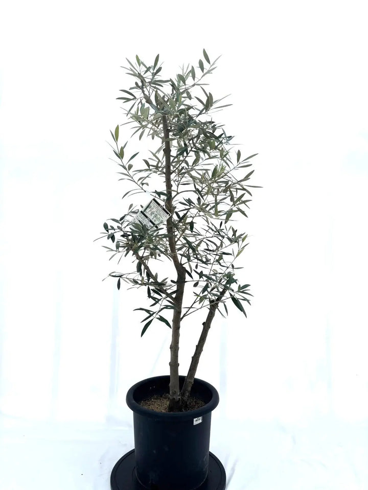 ピクアル（オリーブの木）｜Lサイズ｜No.10605｜約145cm｜人気・銀葉