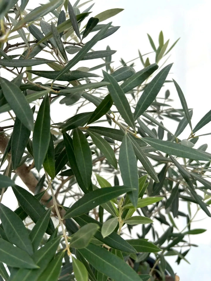 ピクアル（オリーブの木）｜Lサイズ｜No.10605｜約145cm｜人気・銀葉