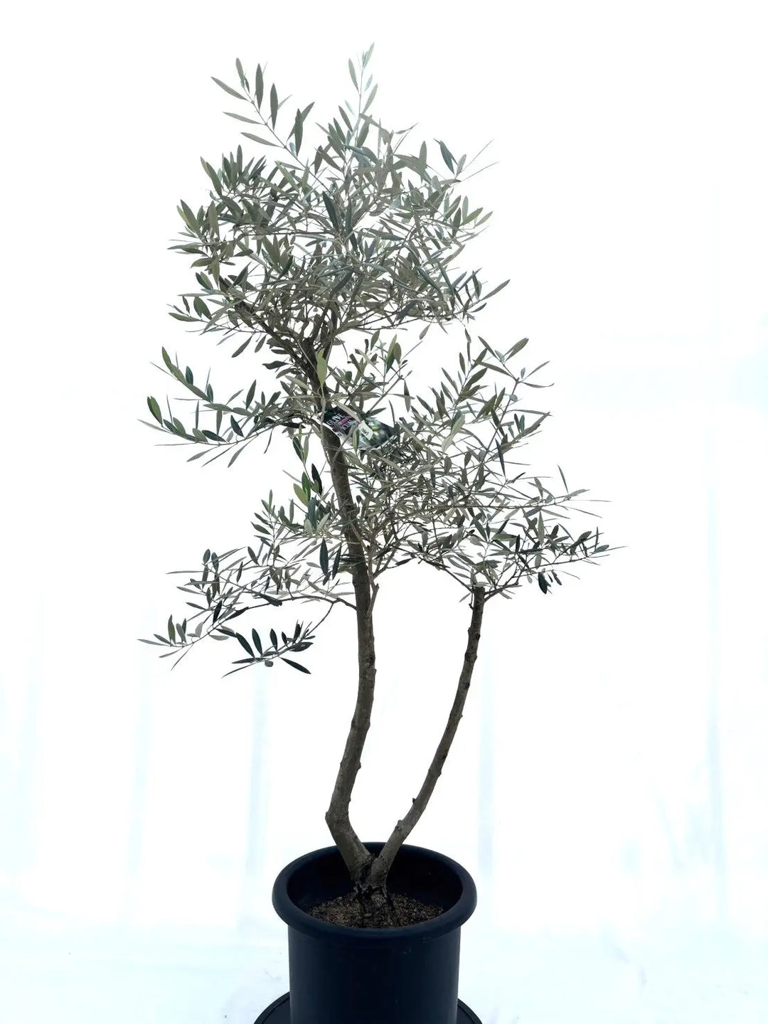 オリーブの木　シプレシーノ　約200cm　NO.1602　大型　現品掲載　古木 オリーブの木シプレシーノ約200cmNO.1602大型現品掲載古木