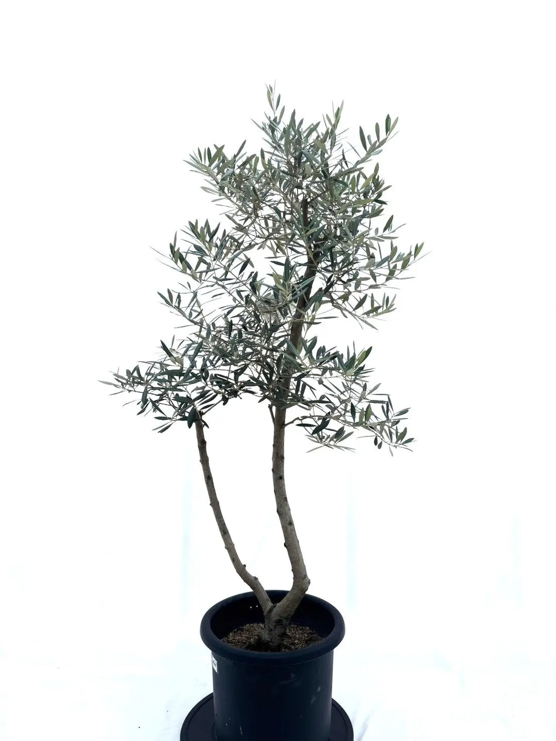 ピクアル（オリーブの木）｜Lサイズ｜No.10607｜約155cm｜人気・銀葉