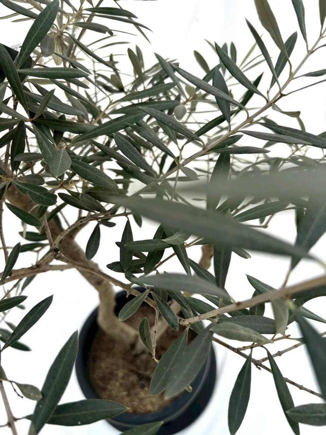 オリーブの木　ピクアル　10号　約155cm　NO.607　人気品種　現品掲載 オリーブの木 ピクアル 10号 約155cm NO.607 人気品種 現品掲載 オリーブの