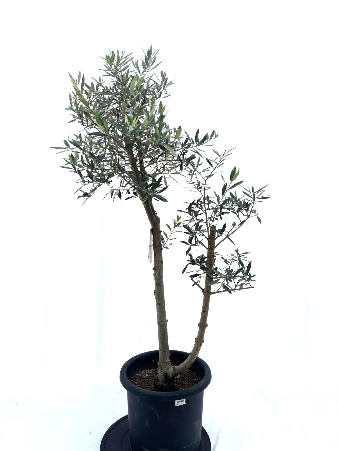 ピクアル（オリーブの木）｜Lサイズ｜No.10608｜約145cm｜人気・銀葉