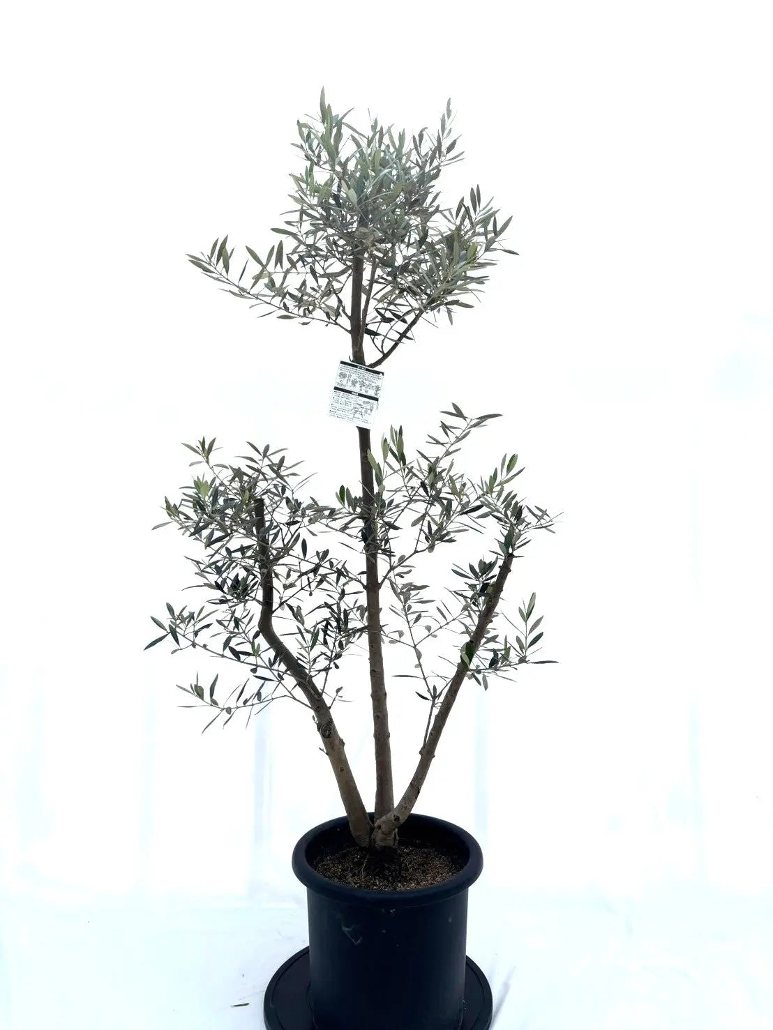 オリーブの木　ピクアル 観葉植物 オリーブの木 10号 ピクアル プラスチック鉢 / 小倉園