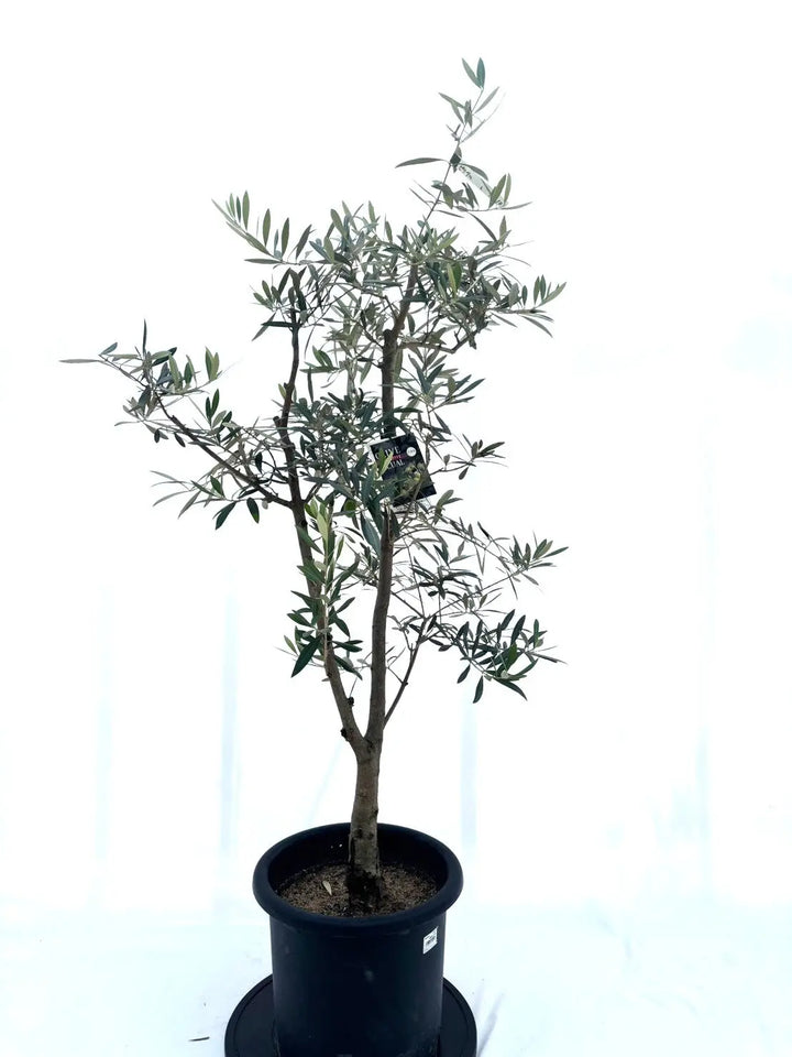 ピクアル（オリーブの木）｜Lサイズ｜No.10610｜約155cm｜人気・銀葉