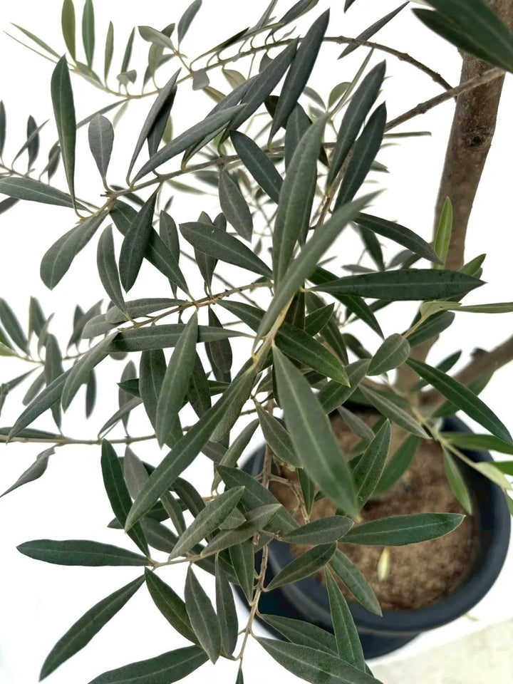 オリーブの木 ピクアル 10号 約150cm NO.385 人気品種 一点物 【公式通販】