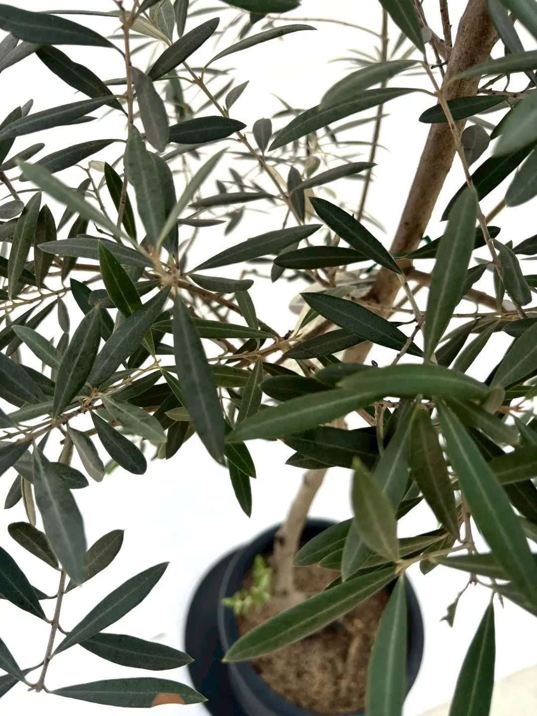 ホジブランコ（オリーブの木）｜Lサイズ｜No.10611｜約160cm｜人気