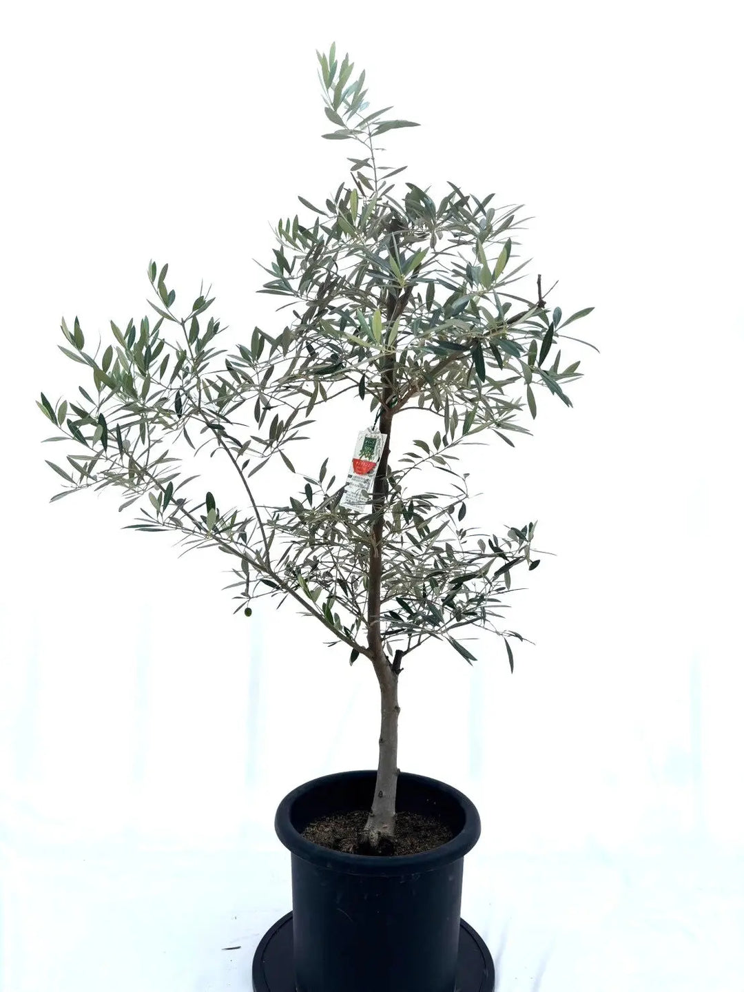 オリーブの木　ホジブランコ　8号　約165cm　NO.746　人気品種　現品掲載 オリーブの木 ホジブランコ 8号 約165cm NO.746 人気品種 現品掲載