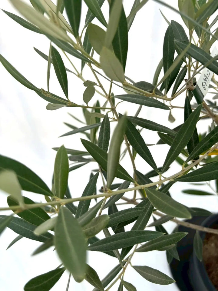 ホジブランコ（オリーブの木）｜Lサイズ｜No.10612｜約145cm｜人気