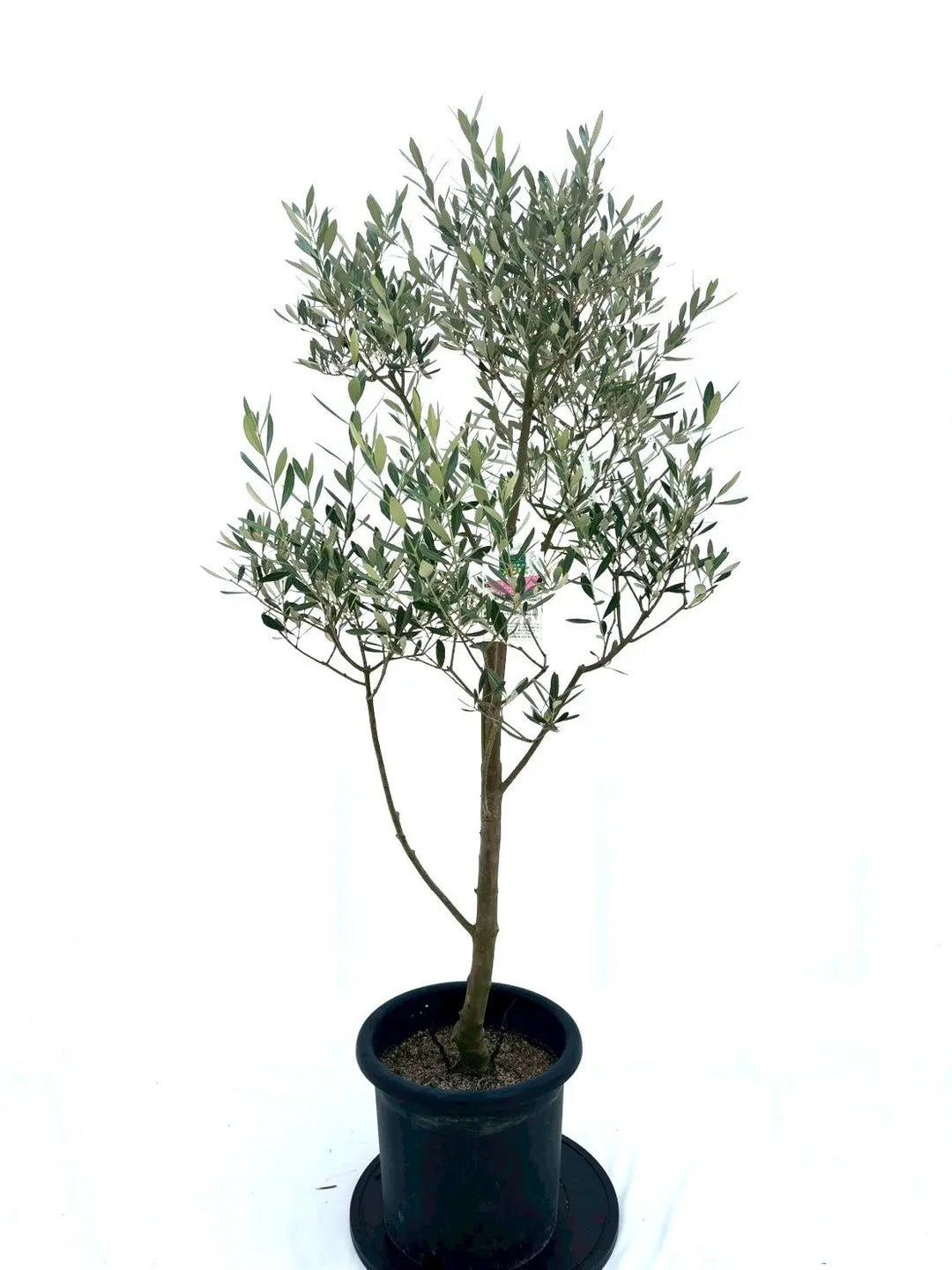 ミッション（オリーブの木）｜Lサイズ｜NO.10613｜約155cm｜人気・直立