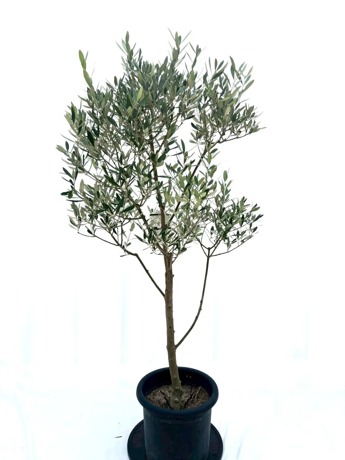 ミッション（オリーブの木）｜Lサイズ｜NO.10613｜約155cm｜人気・直立
