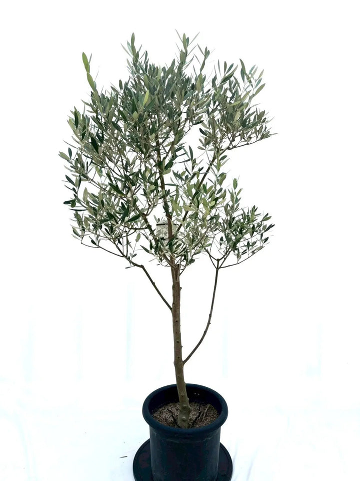 ミッション（オリーブの木）｜Lサイズ｜NO.10613｜約155cm｜人気・直立