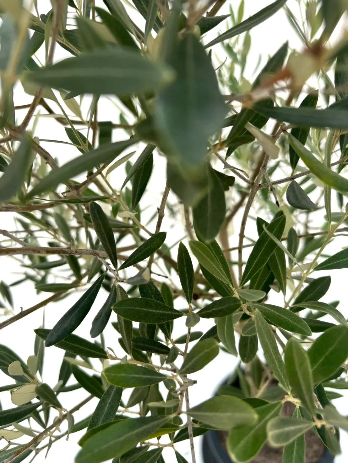 オリーブの木　ミッション　10号　約155cm　NO.613　人気品種　現品掲載 オリーブの木 ミッション 10号 約155cm NO.613 人気品種 現品掲載