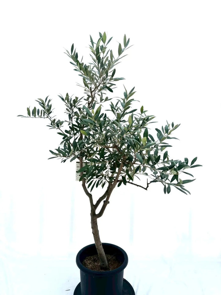 レッチーノ（オリーブの木）｜Lサイズ｜約150cm｜NO.10614｜人気・銀葉