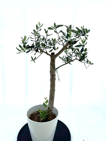 NEWルッカ（オリーブの木）｜Sサイズ｜NO.10615｜ 約80cm｜人気・初心者・寒冷地OK｜ 株式会社鶴亀園