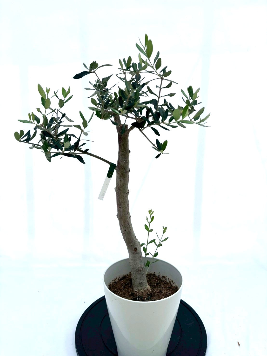 NEWルッカ（オリーブの木）｜Sサイズ｜NO.10615｜ 約80cm｜人気・初心者・寒冷地OK｜ 株式会社鶴亀園