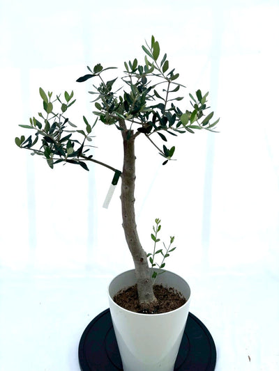 NEWルッカ（オリーブの木）｜Sサイズ｜NO.10615｜ 約80cm｜人気・初心者・寒冷地OK｜ 株式会社鶴亀園