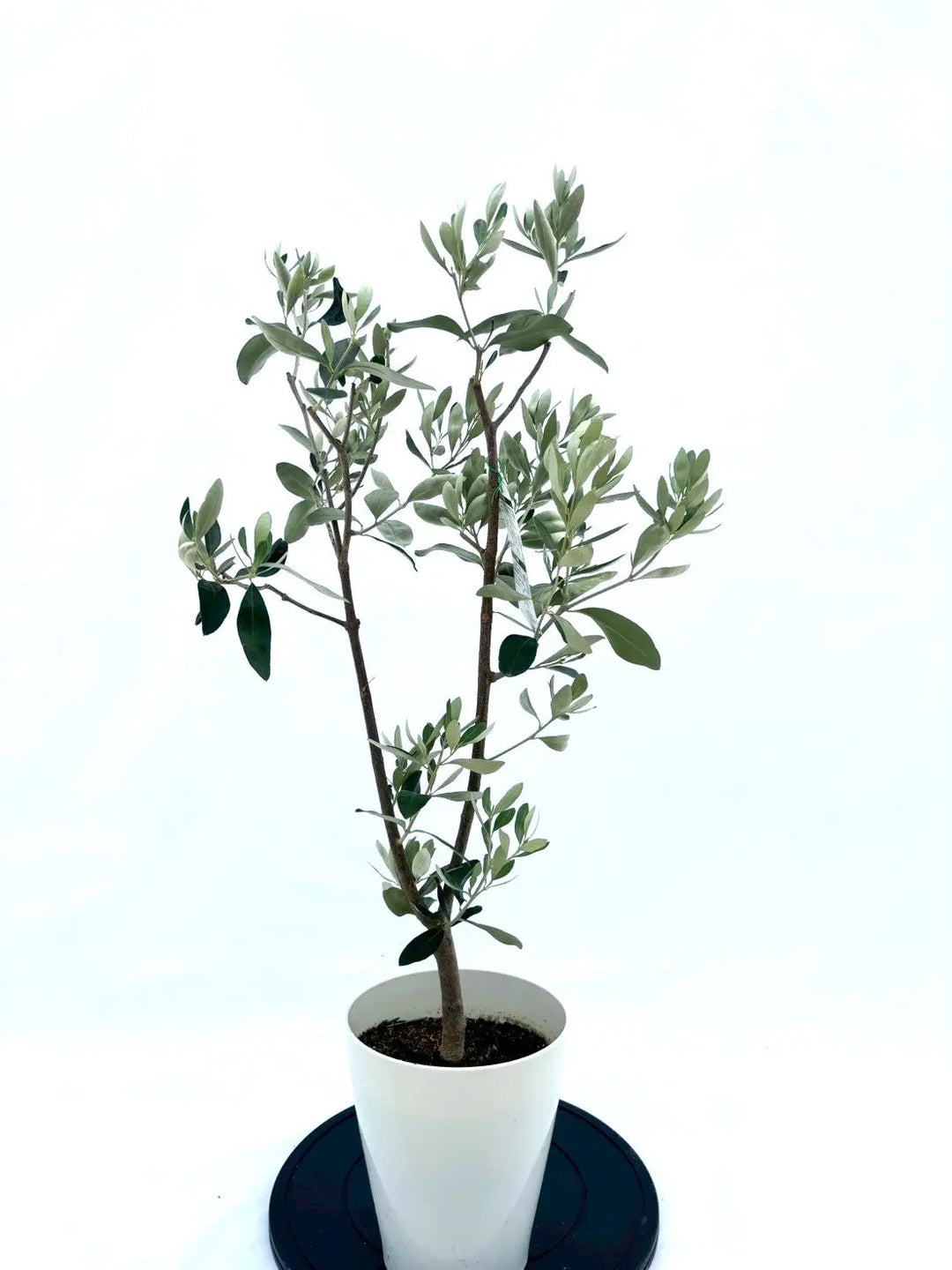 【極上品】カラマタ　オリーブの木　希少　オリーブ NEWカラマタ（オリーブの木）｜Sサイズ｜NO.10617｜約105cm