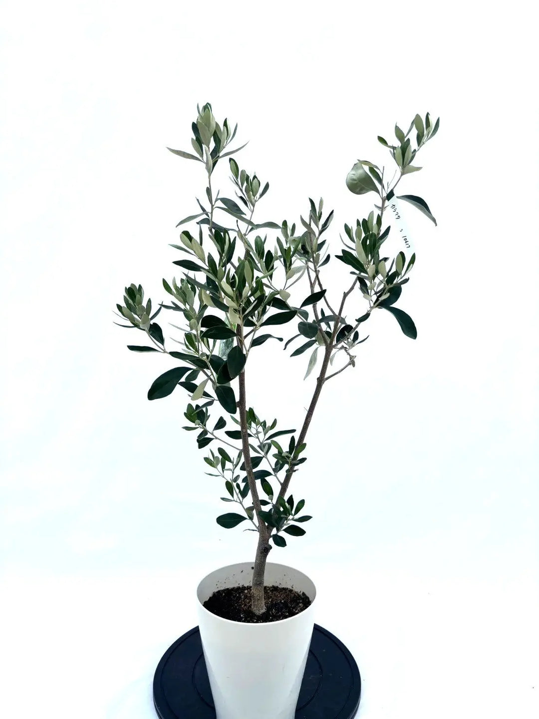 NEWカラマタ（オリーブの木）｜Sサイズ｜NO.10617｜約105cm｜希少