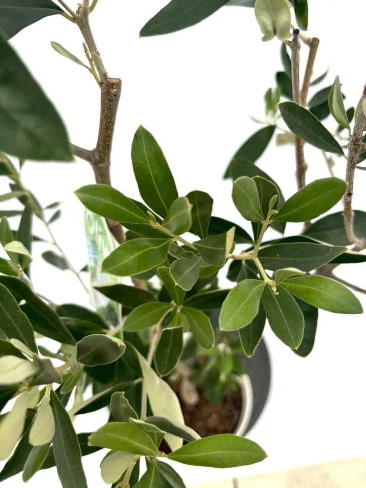 【極上品】カラマタ　オリーブの木　希少　オリーブ カラマタ XSサイズ 約70cm K-120 オリーブの木 希少品種 - 株式