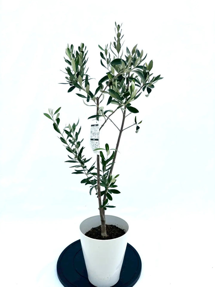 NEWカラマタ（オリーブの木）｜Sサイズ｜NO.10618｜約110cm｜希少