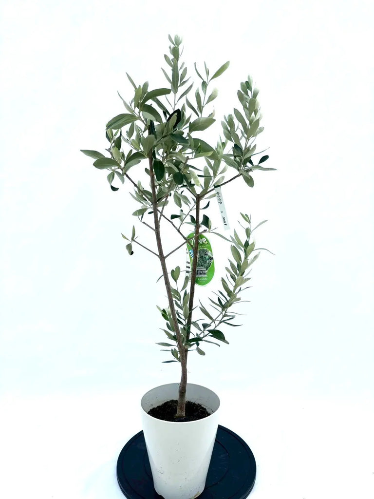 オリーブの木 カラマタ 極太 希少 オリーブの木 カラマタ 極太 希少