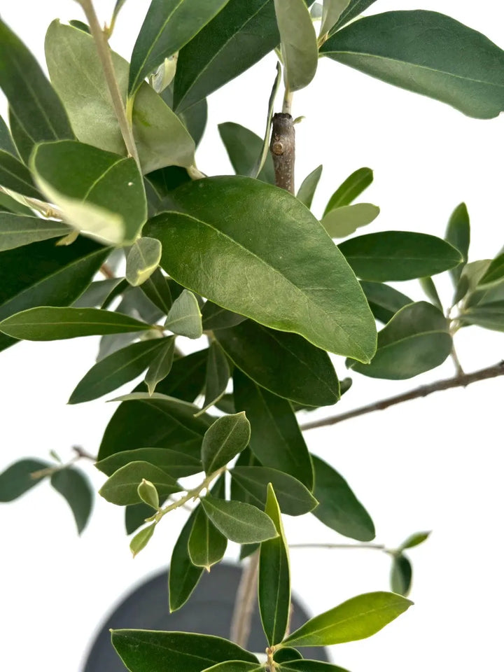 NEWカラマタ（オリーブの木）｜Sサイズ｜NO.10618｜約110cm