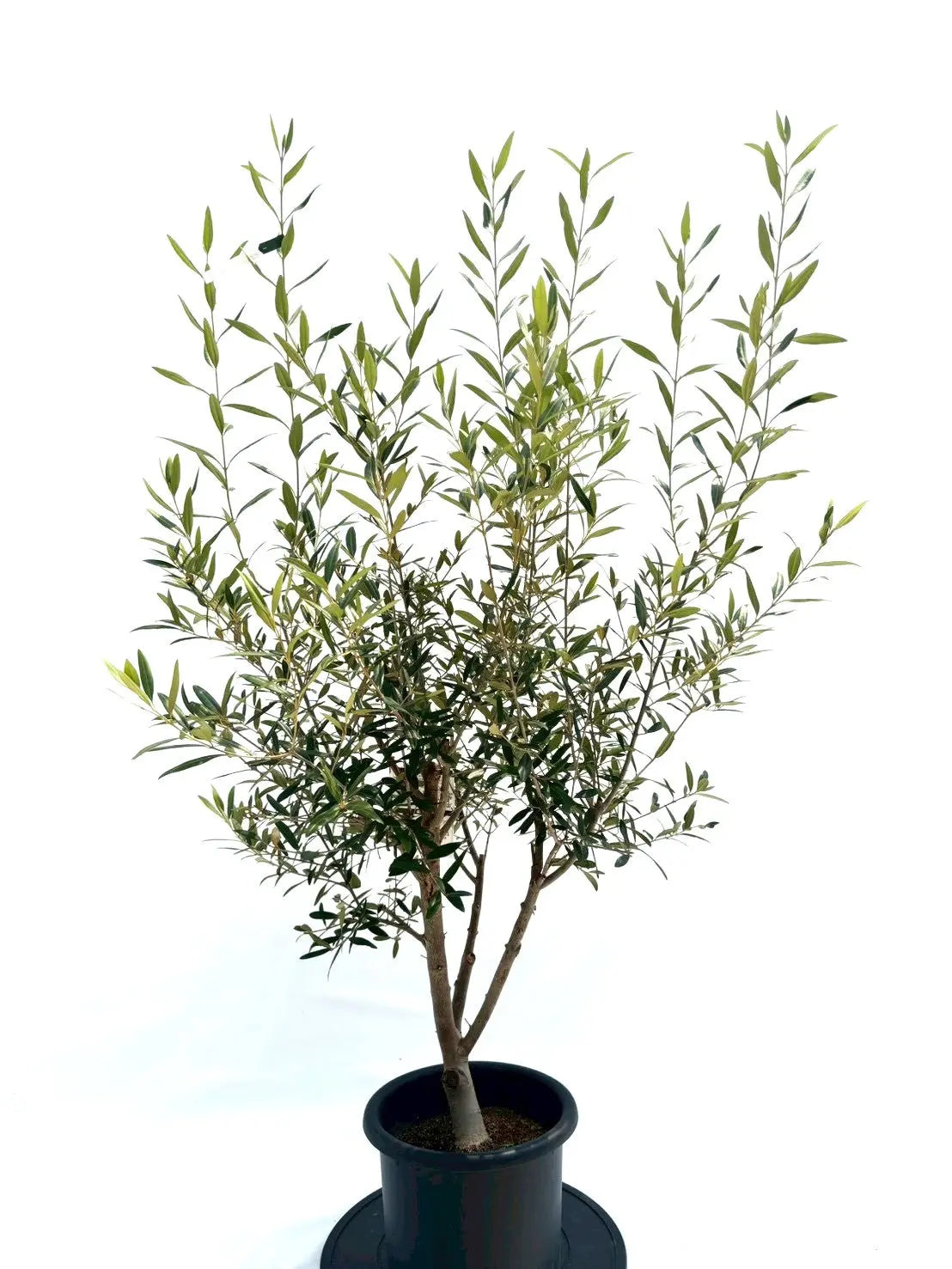 NEWひなかぜ（オリーブの木）｜Mサイズ｜NO.10620｜約145cm｜初心者・目隠し・直立型 株式会社鶴亀園