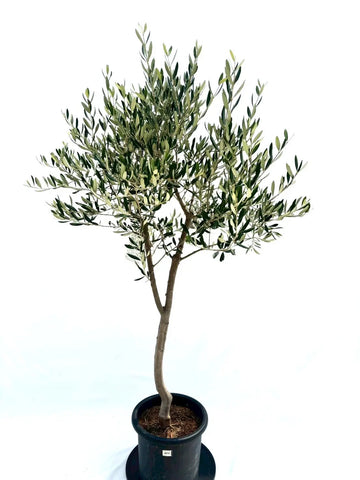 オリーブの木　レッチーノ レッチーノ Lサイズ 約170cm K-46 オリーブの木 - 株式会社鶴亀園