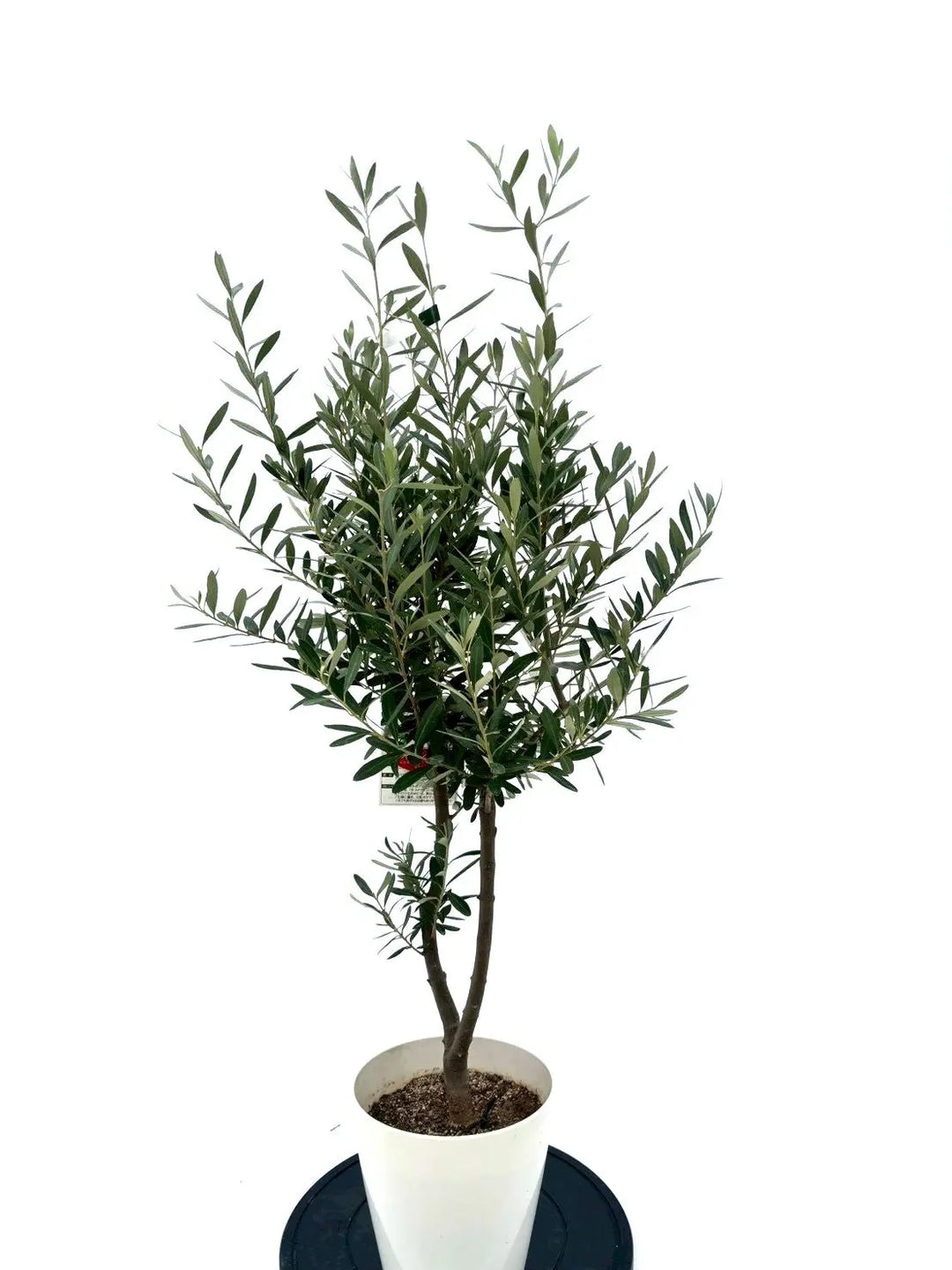 NEWシプレシーノ（オリーブの木）｜Sサイズ｜NO.10624｜約120cm｜人気