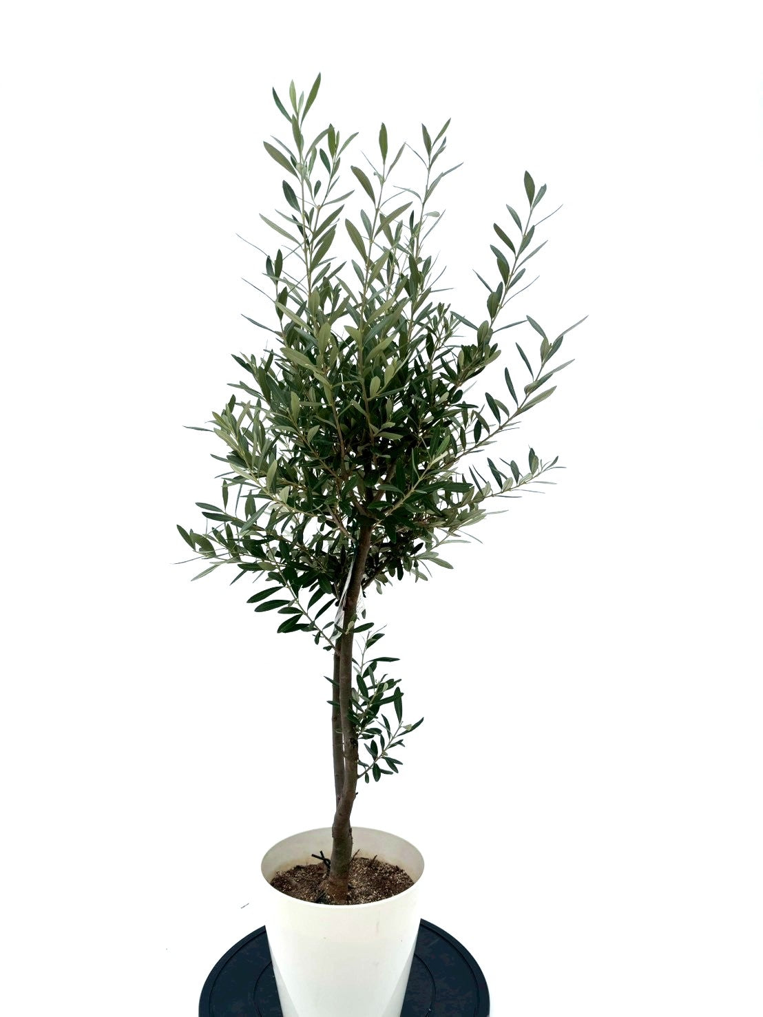 NEWシプレシーノ（オリーブの木）｜Sサイズ｜NO.10624｜約120cm｜人気・初心者向き・シンボルツリー向き 株式会社鶴亀園